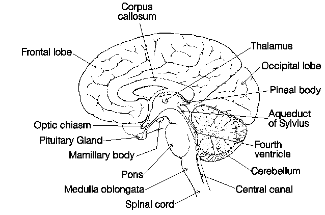 An Overview of the Brain