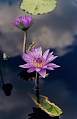 [button photo of waterlilies, in lily pond, at Longwood Gardens, PA.]